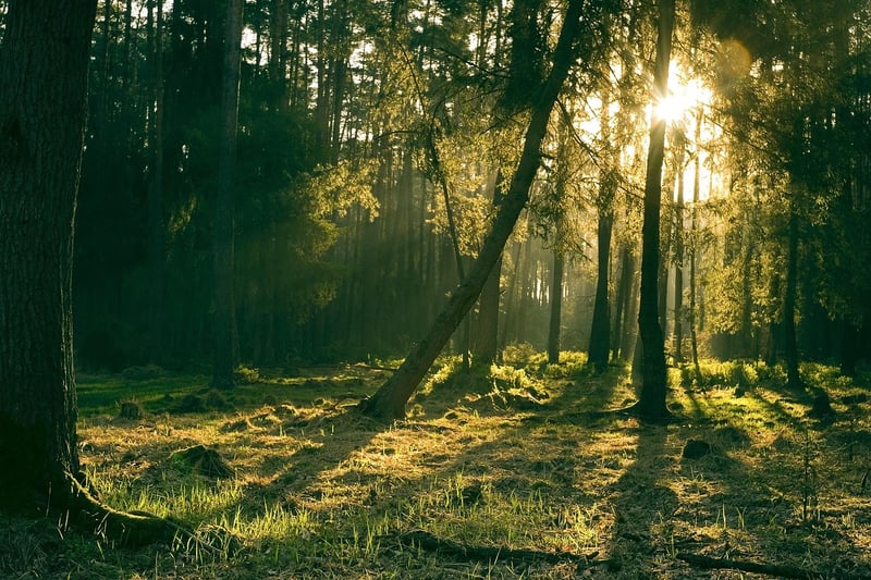 Mystical Forest Unions